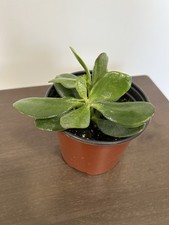 Jade plant known for sale  Union