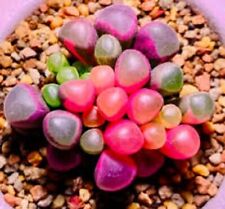 Seeds fenestraria aurantiaca for sale  TRURO