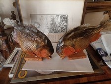Tassidermia coppia pesce usato  San Lazzaro di Savena