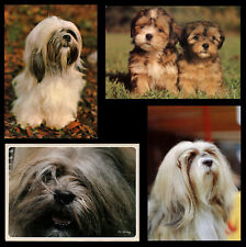 Lhasa apso tibetan for sale  UK