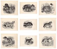Animal prints dogs for sale  RINGWOOD