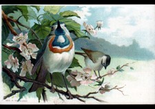 Oiseau branche arbre d'occasion  Baugy