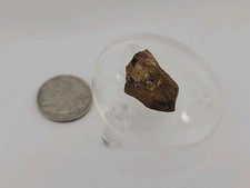 Fossil dinosaur permineralized for sale  Belleville
