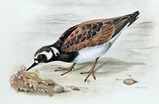 Turnstone antique bird for sale  NORWICH