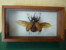 Hercules beetle eupatorus d'occasion  Dreux