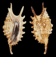 Coquillage collection ophioglo d'occasion  Lyon VI