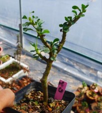 Rare plant succulentlive for sale  Shipping to United Kingdom