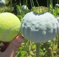 10.000 Semillas Amapola Blanca - White Poppy Seeds comprar usado  Enviando para Brazil