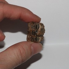 Edmontosaurus hadrosaur jaw for sale  Scottsdale