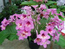 Streptocarpus dragon mixed for sale  SWINDON