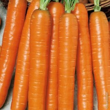 Semi sementi carota usato  San Vito dei Normanni