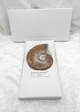 Large cleoniceras ammonite for sale  WESTON-SUPER-MARE