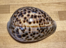 Cypraea tigris shell for sale  Denver