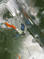 Dumbo platinum red for sale  Saint Paul