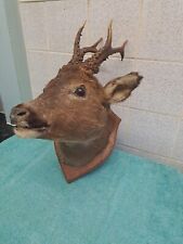 Vintage taxidermy roe for sale  LEEDS