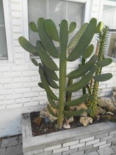 Live roadkill cactus for sale  Saint Petersburg