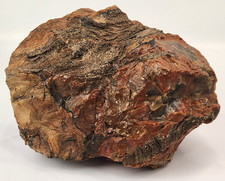 Petrified wood large for sale  Rockledge