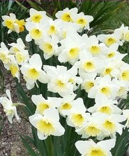 Bulbi narciso ice usato  Arcevia