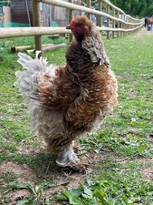 Brahma eggs mixed for sale  STOURBRIDGE