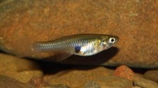 Live guppy mosquito for sale  Beaver Dam