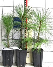 Pinus ponderosa seltene gebraucht kaufen  Bad Bergzabern