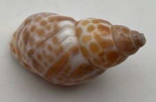 babylonia usato babylonia usato Loro Ciuffenna