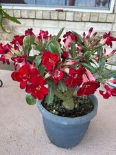 Desert rose year for sale  Houston