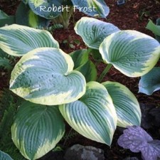 Hosta robert frost for sale  Oak Creek