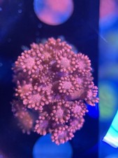 Goniopora pink coral for sale  BOGNOR REGIS