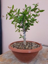 Pre bonsai punica usato  Macerata Campania