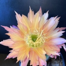 Rare echinopsis super for sale  Menifee