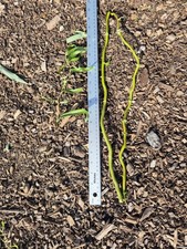 20x salix matsudana for sale  ALTON