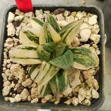 Haworthia tiger pig usato  Porto Cesareo