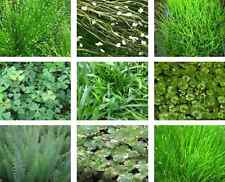 Oxygenating pond plant for sale  UK