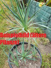 Yucca gloriosa narrow gebraucht kaufen  Mönchengladbach