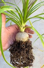 beaucarnea recurvata for sale beaucarnea recurvata for sale Los Angeles