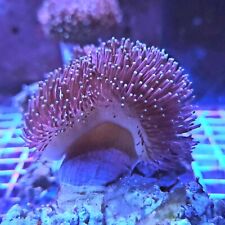Medium toadstool leather for sale  BIRMINGHAM