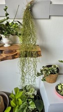 Tillandsia usneoides live for sale  KEIGHLEY