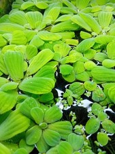 Pianta galleggiante acquatica usato  Correggio