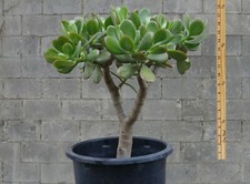 Large rooted foot for sale  San Lorenzo