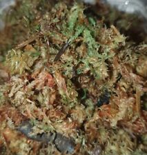 Sphagnum moss reptiles for sale  TONBRIDGE