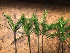 100 araucaria excelsa for sale  Honolulu