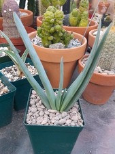 Aloe plicatilis fan for sale  La Mirada