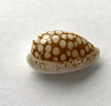 Coquillage cypraea cribraria d'occasion  Mandelieu-la-Napoule