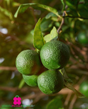 Pianta lime citrus usato  Montichiari