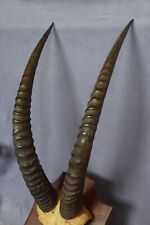 Grandes cornes antilope d'occasion  Esbly