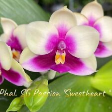 Phal. passion sweet for sale  Hilliard