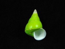 Concha do mar Papustyla pulcherrima 40,3mm ID#8892 comprar usado  Enviando para Brazil