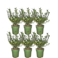 Plants frank meter gebraucht kaufen  Wuppertal
