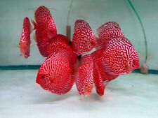 Red checkerboard discus for sale  Garden Grove